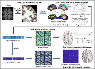 Asymptomatic carotid stenosis is associated with both edge and network reconfigurations identified by single-subject cortical thickness networks
